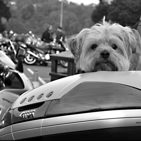 VoorElkaar met Bikers For Animals